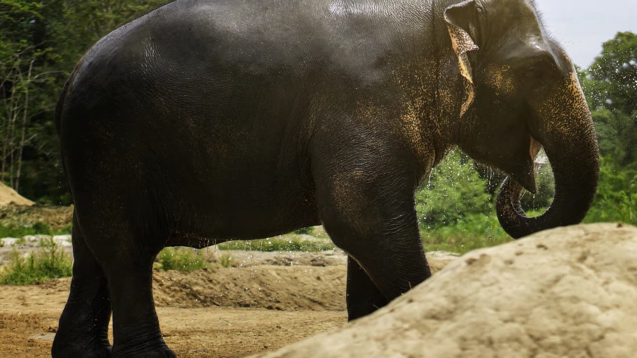 Elephant Jungle Sanctuary Pattaya - image 6