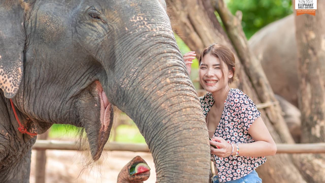 Elephant Jungle Sanctuary Phuket - Photo 2