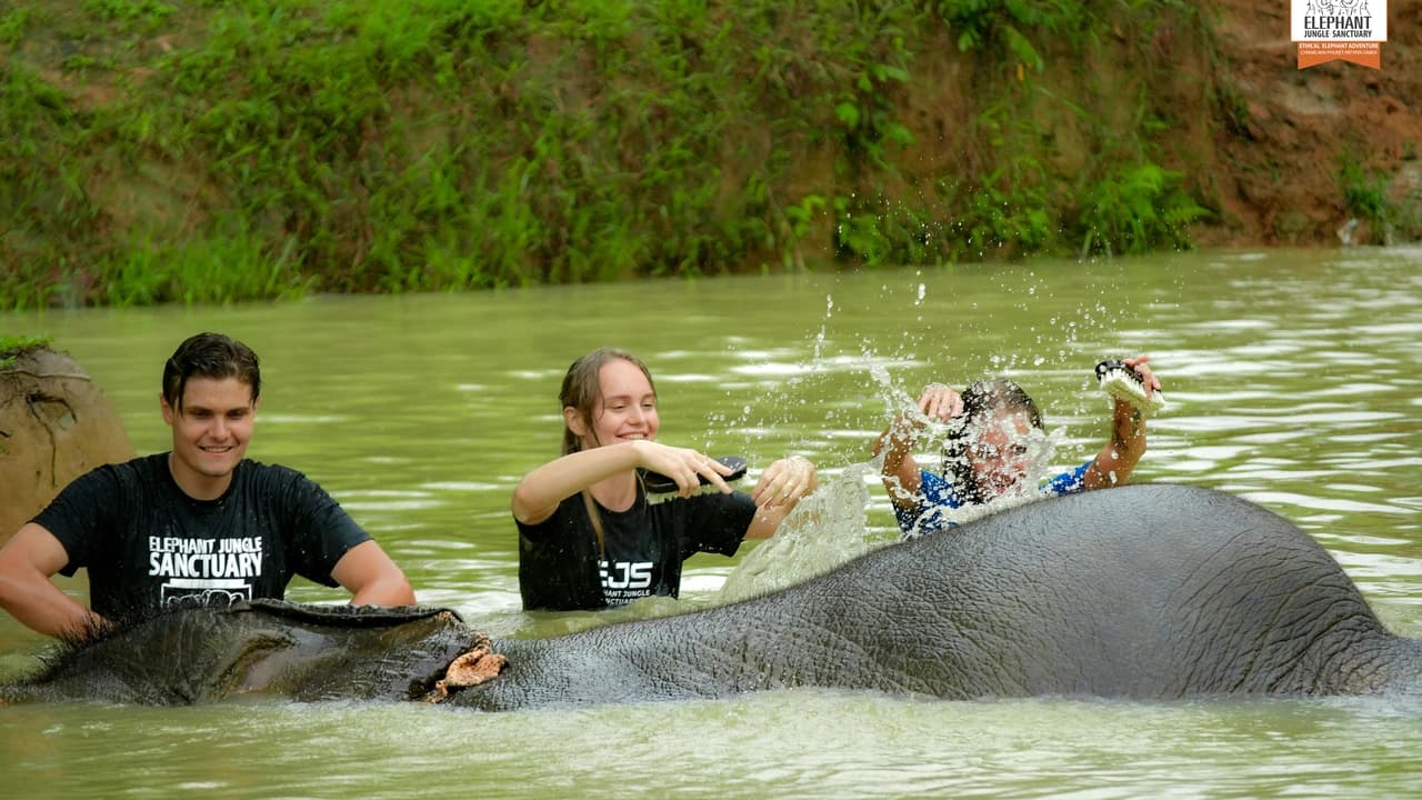 Elephant Jungle Sanctuary Phuket - image 8