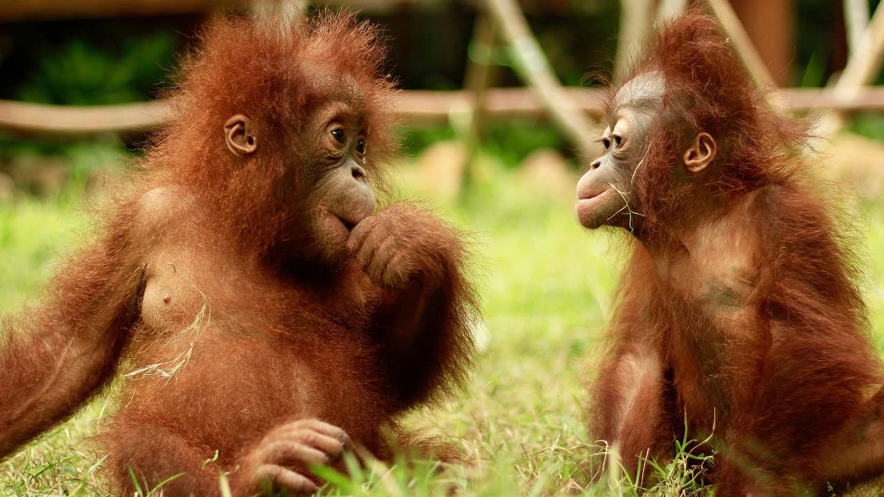 Lombok Wildlife Park: Intimate Wildlife Experience - Photo 3
