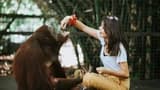 Lombok Wildlife Park Orangutan Interaction - image 7