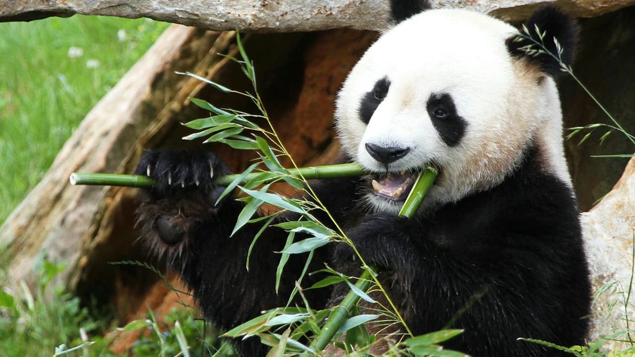 ZooParc de Beauval Ticket - Photo 3