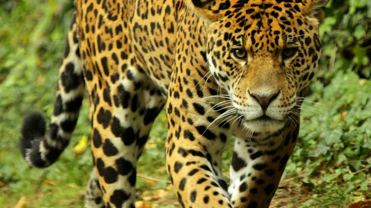 ZooParc de Beauval Ticket - Photo 5