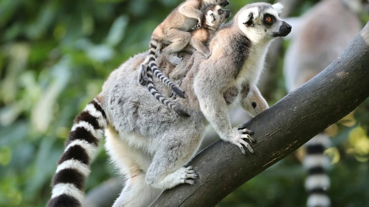 ZooParc de Beauval Ticket - image 6