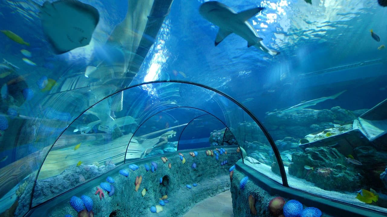 Gardaland SEA LIFE Aquarium Ticket - image 6