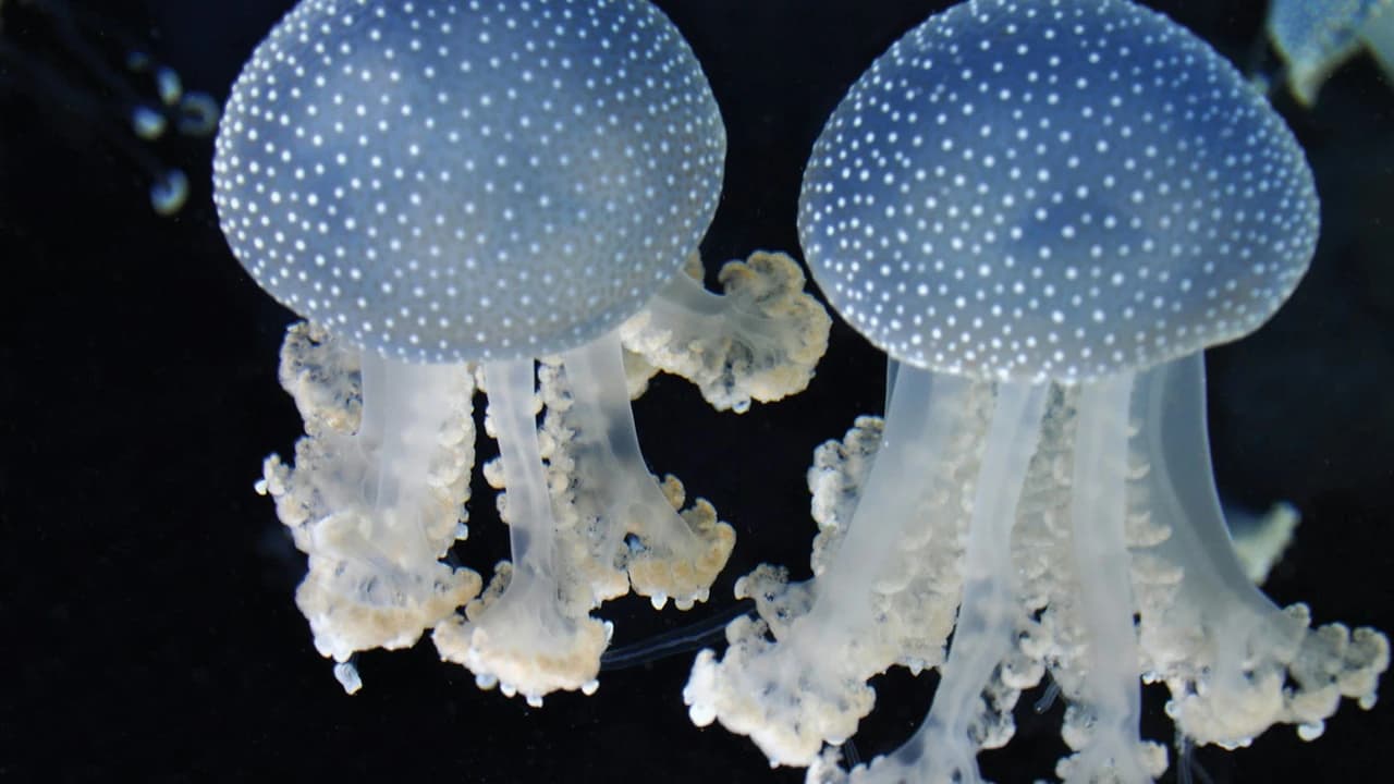 Gardaland SEA LIFE Aquarium Ticket - image 7
