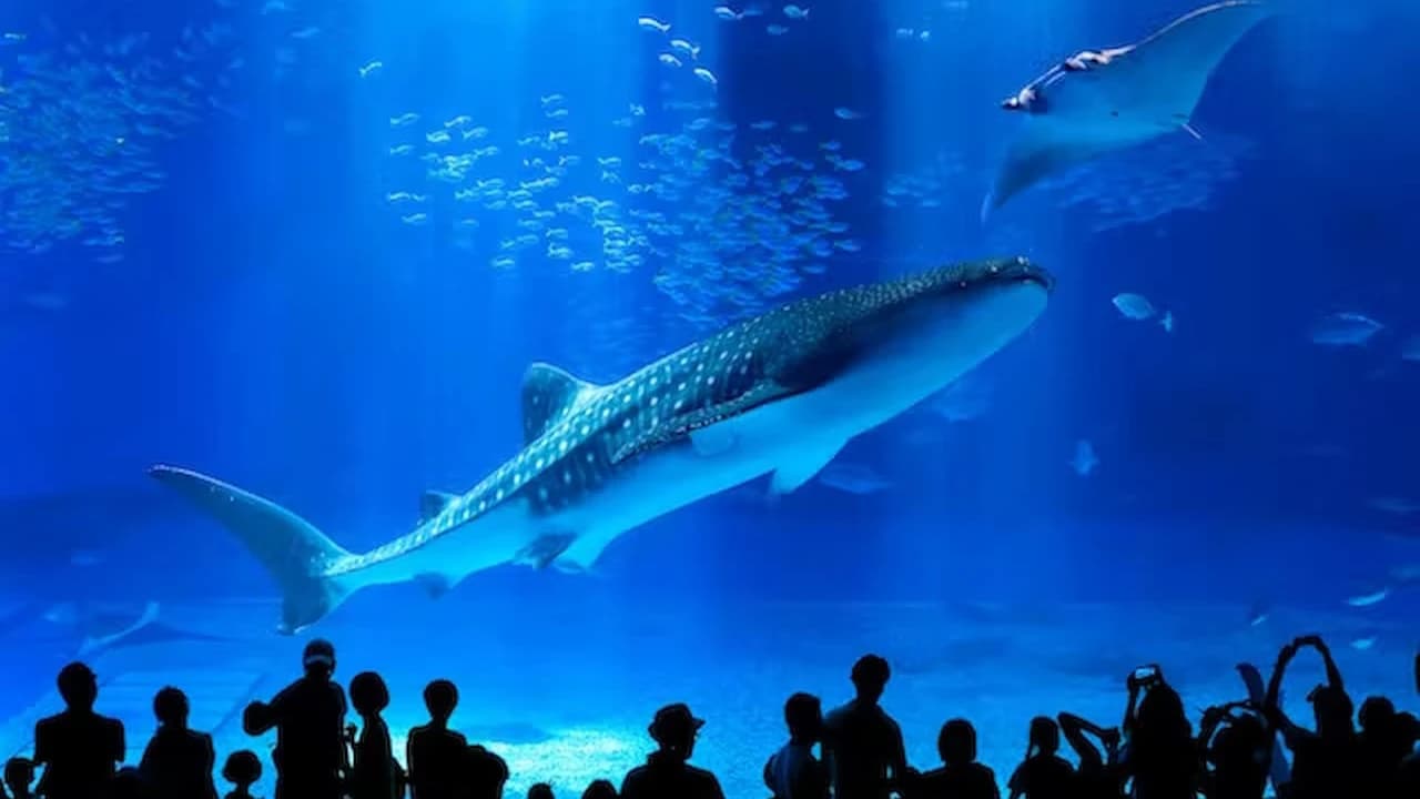 Okinawa Churaumi Aquarium Ticket - Photo 1