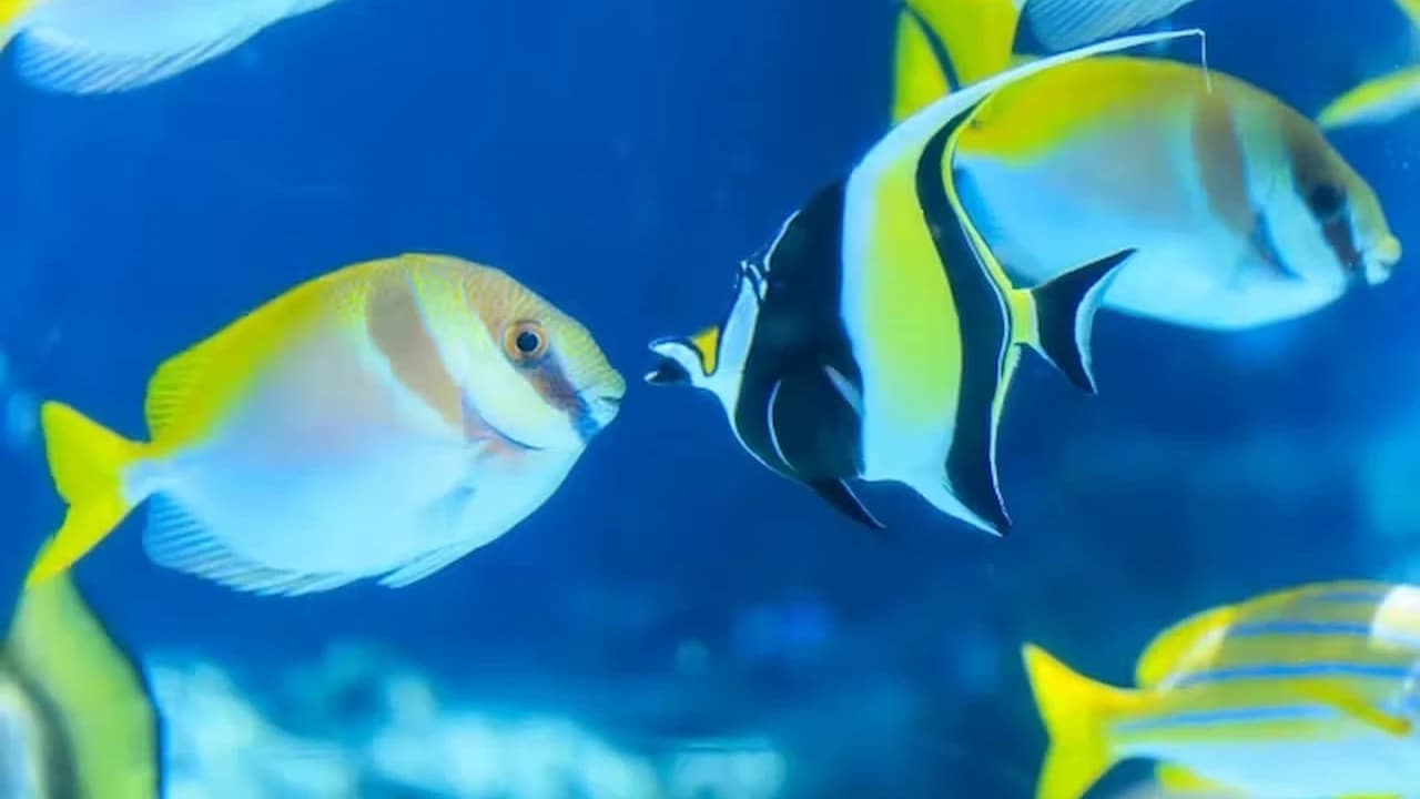Okinawa Churaumi Aquarium Ticket - Photo 2