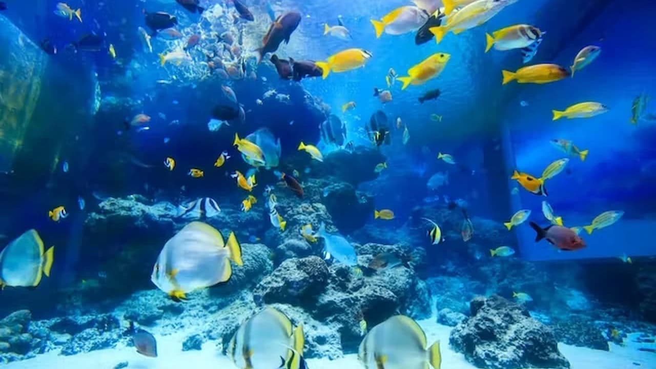 Okinawa Churaumi Aquarium Ticket - Photo 5