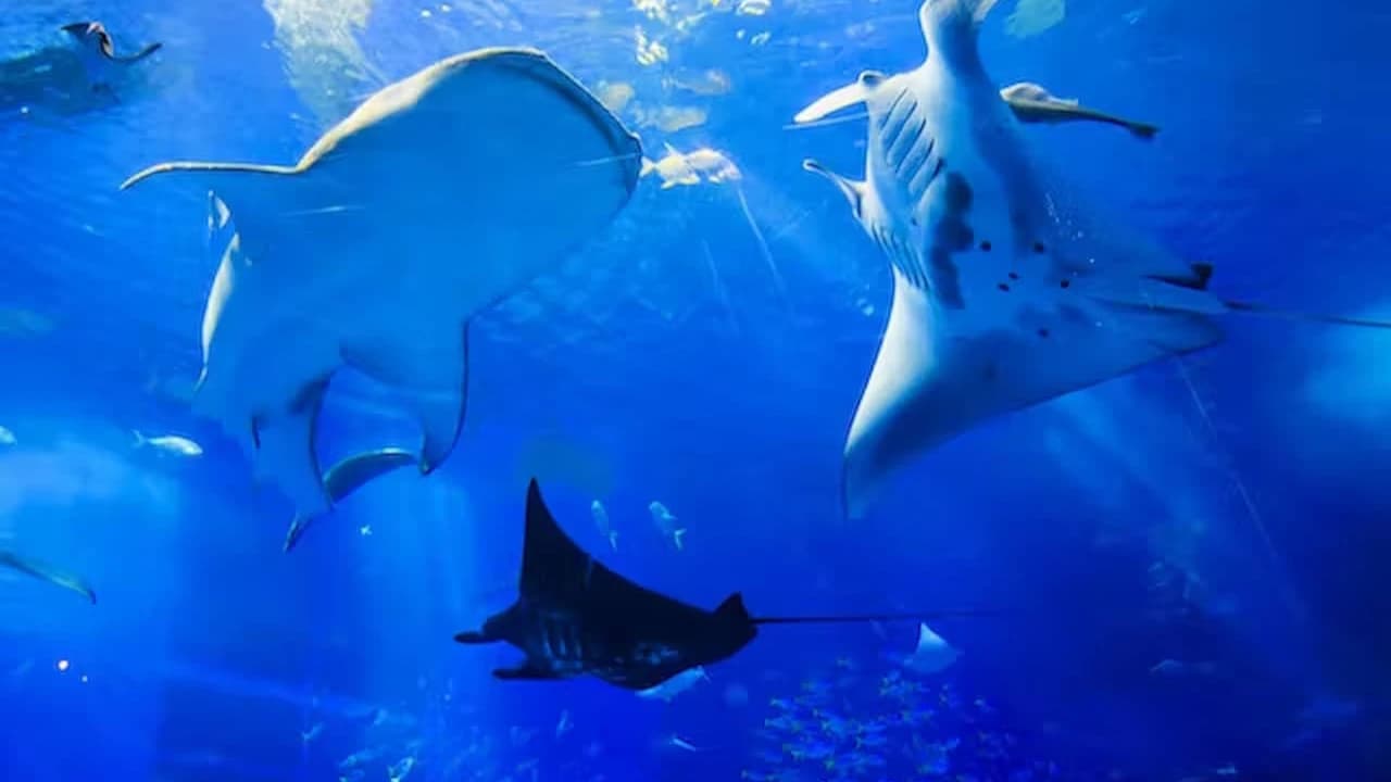 Okinawa Churaumi Aquarium Ticket - image 8