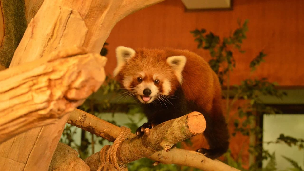Neo Park Okinawa - Photo 3