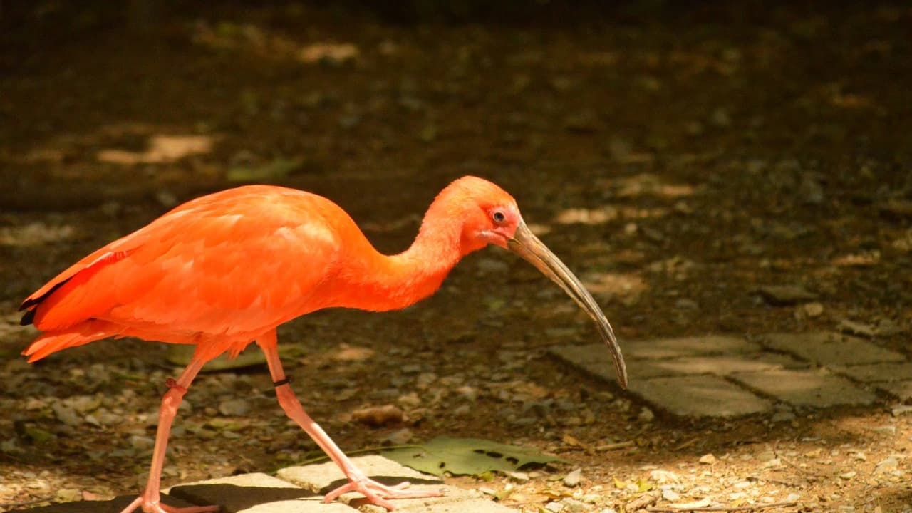 Neo Park Okinawa - image 7