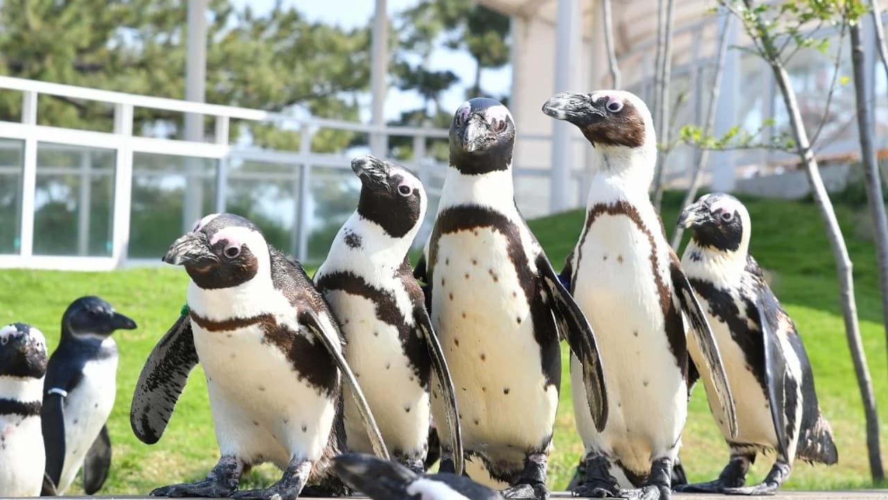 Marine World Uminonakamichi - Photo 5