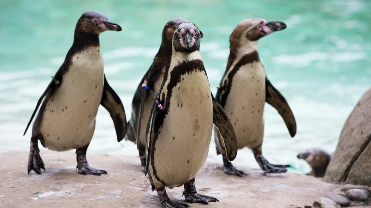 London Zoo - Photo 1