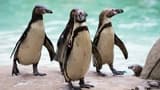 London Zoo - image 8