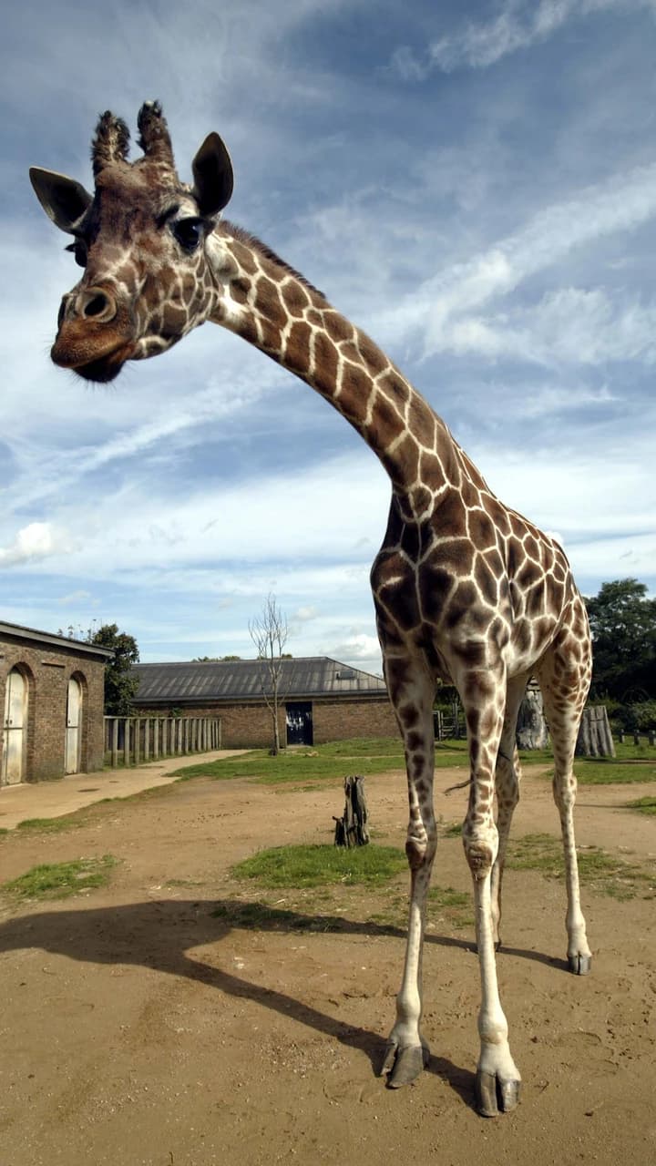 London Zoo - image 6