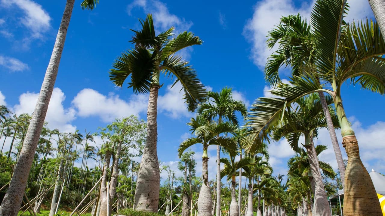 Okinawa Southeast Botanical Gardens - image 6