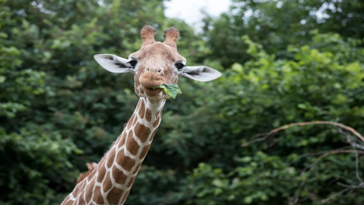 ZSL Whipsnade Zoo - image 7