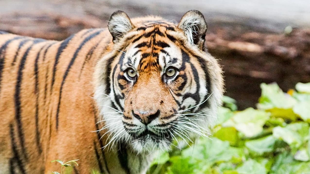 ZSL Whipsnade Zoo - Photo 3