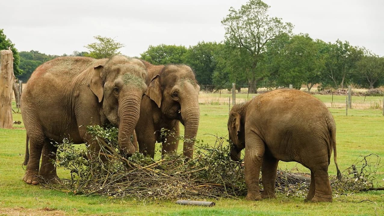 ZSL Whipsnade Zoo - Photo 4