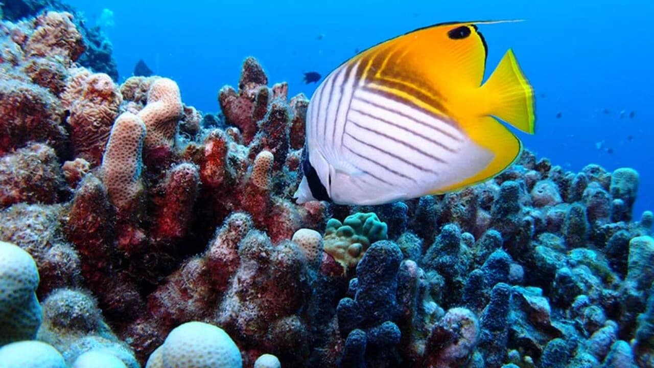 Okinawa Miyakojima Undersea Park - image 7