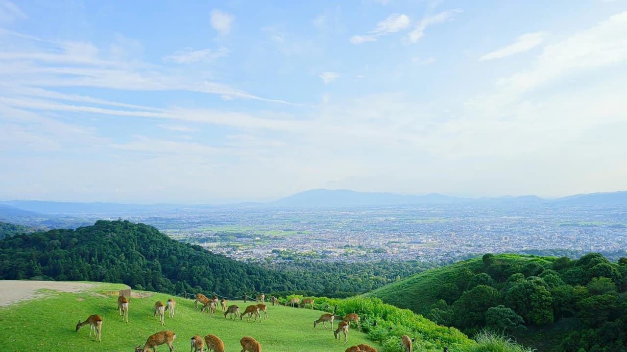 Kyoto and Nara Tour from Osaka - Photo 3