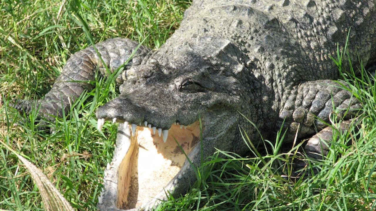 Okinawa Zoo & Museum Ticket - Photo 5