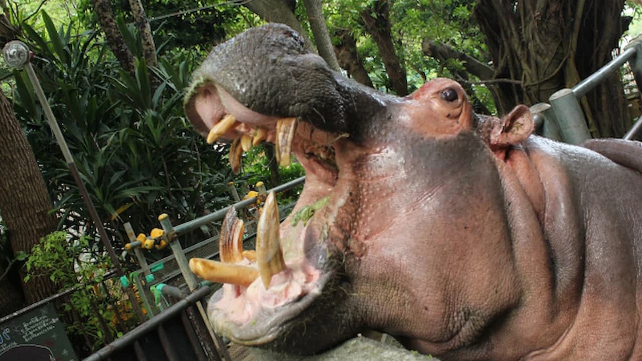 Okinawa Zoo & Museum Ticket - image 7