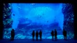Sendai Umino-Mori Aquarium Ticket - image 6