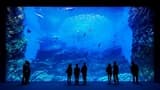 Sendai Umino-Mori Aquarium Ticket - Photo 5