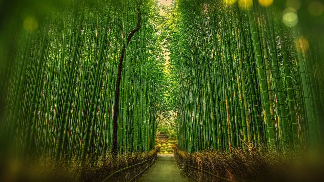 Sagano Bamboo Grove and Arashiyama Half-Day Walking Tour - Photo 1