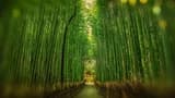 Sagano Bamboo Grove and Arashiyama Half-Day Walking Tour - image 8