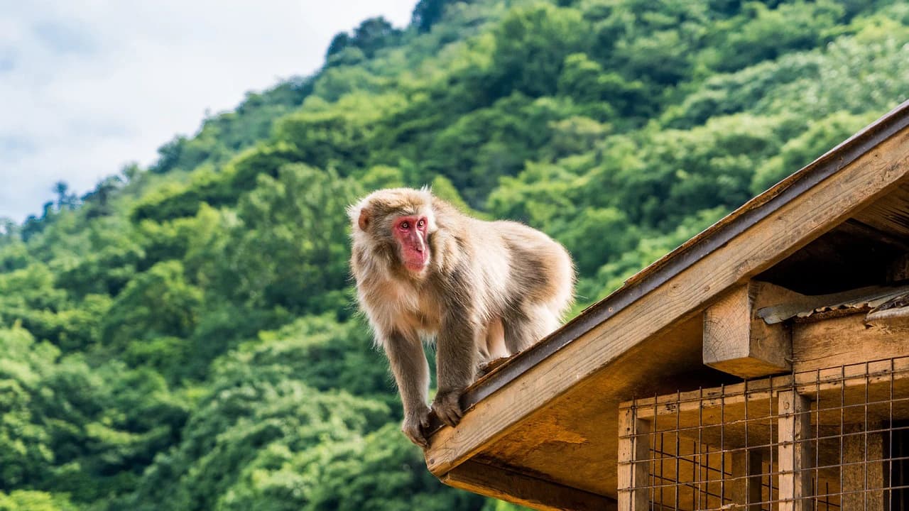 Sagano Bamboo Grove and Arashiyama Half-Day Walking Tour - image 6