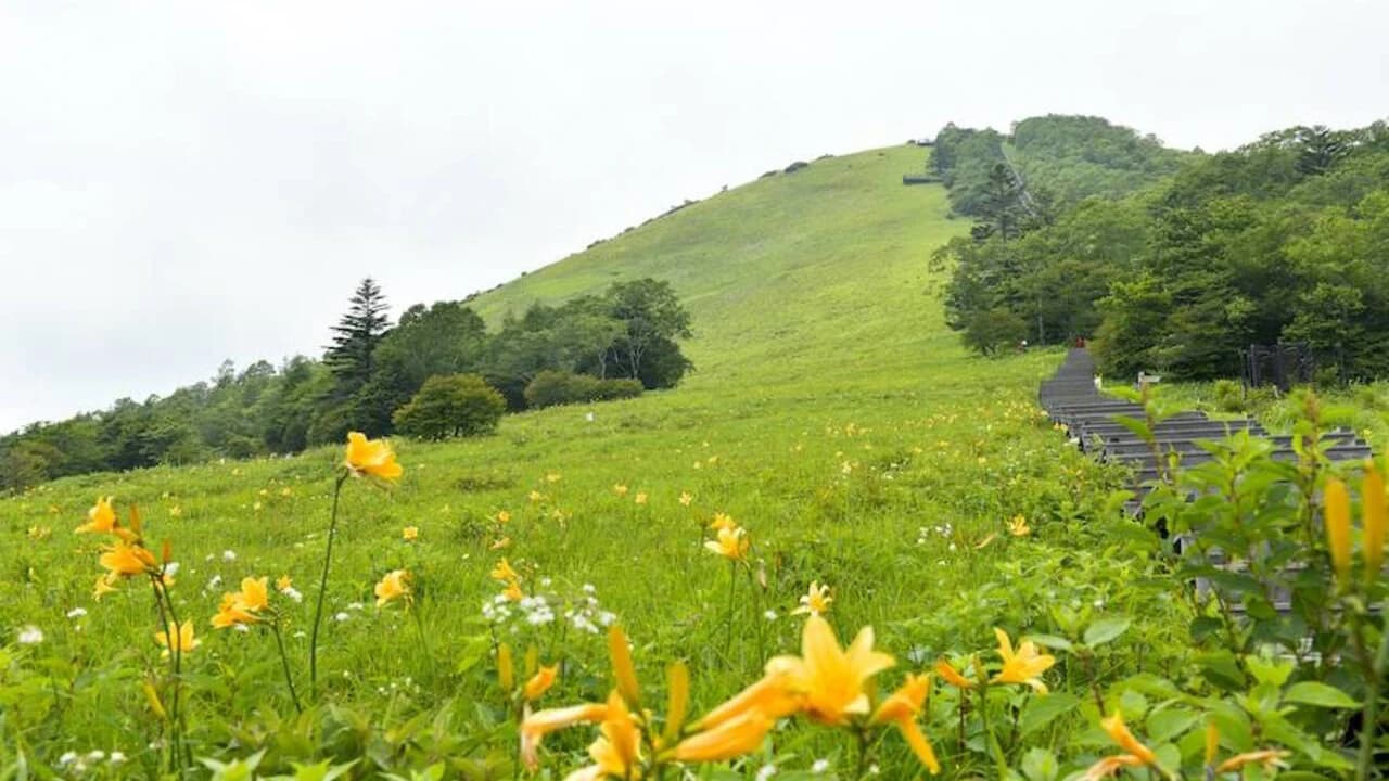 Nikko Pass All Area - image 8