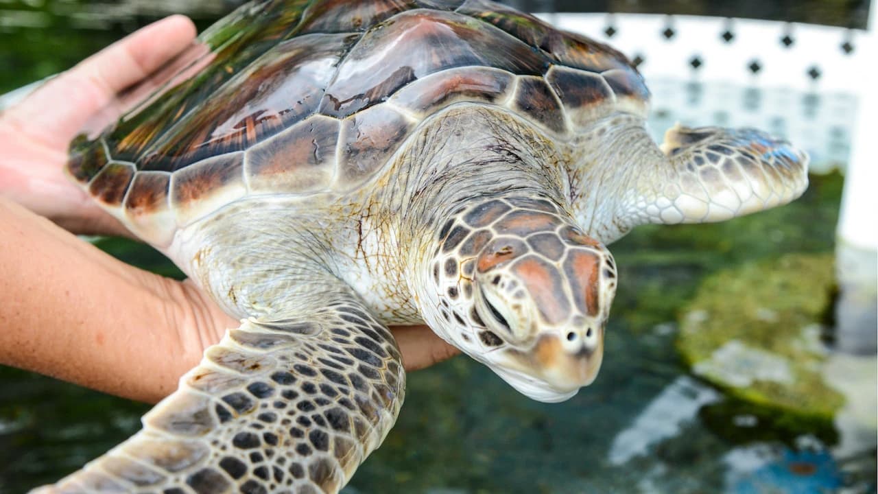 Sea Life Park Hawaii - Photo 2