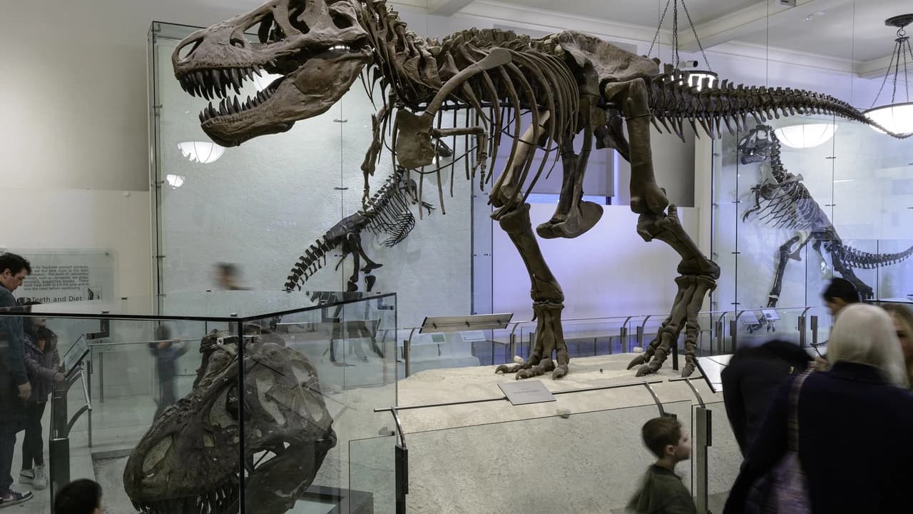 American Museum of Natural History Ticket - Photo 1