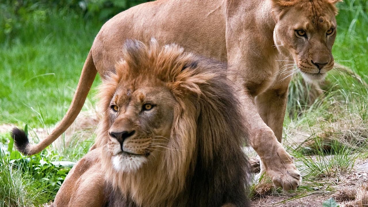 Bronx Zoo - Photo 4