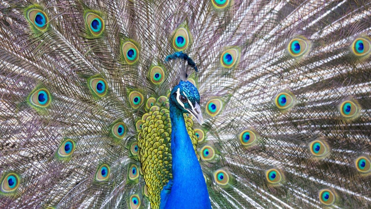 Bronx Zoo - image 6