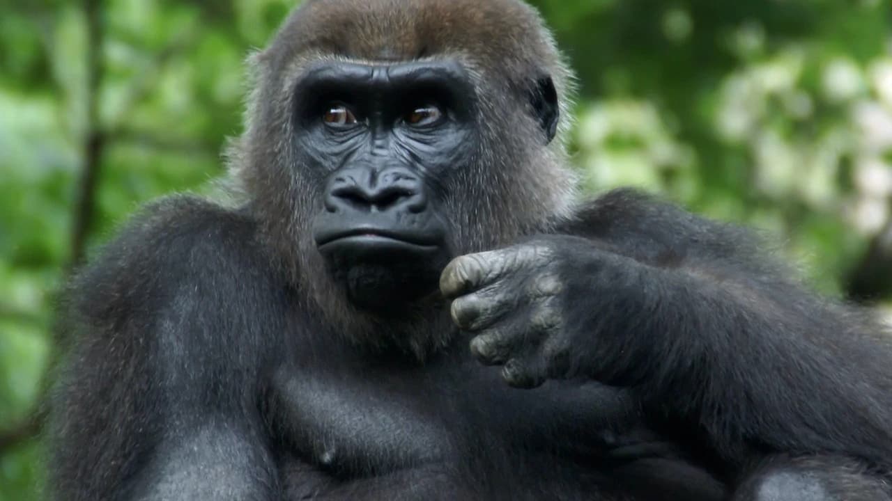 Bronx Zoo - image 7