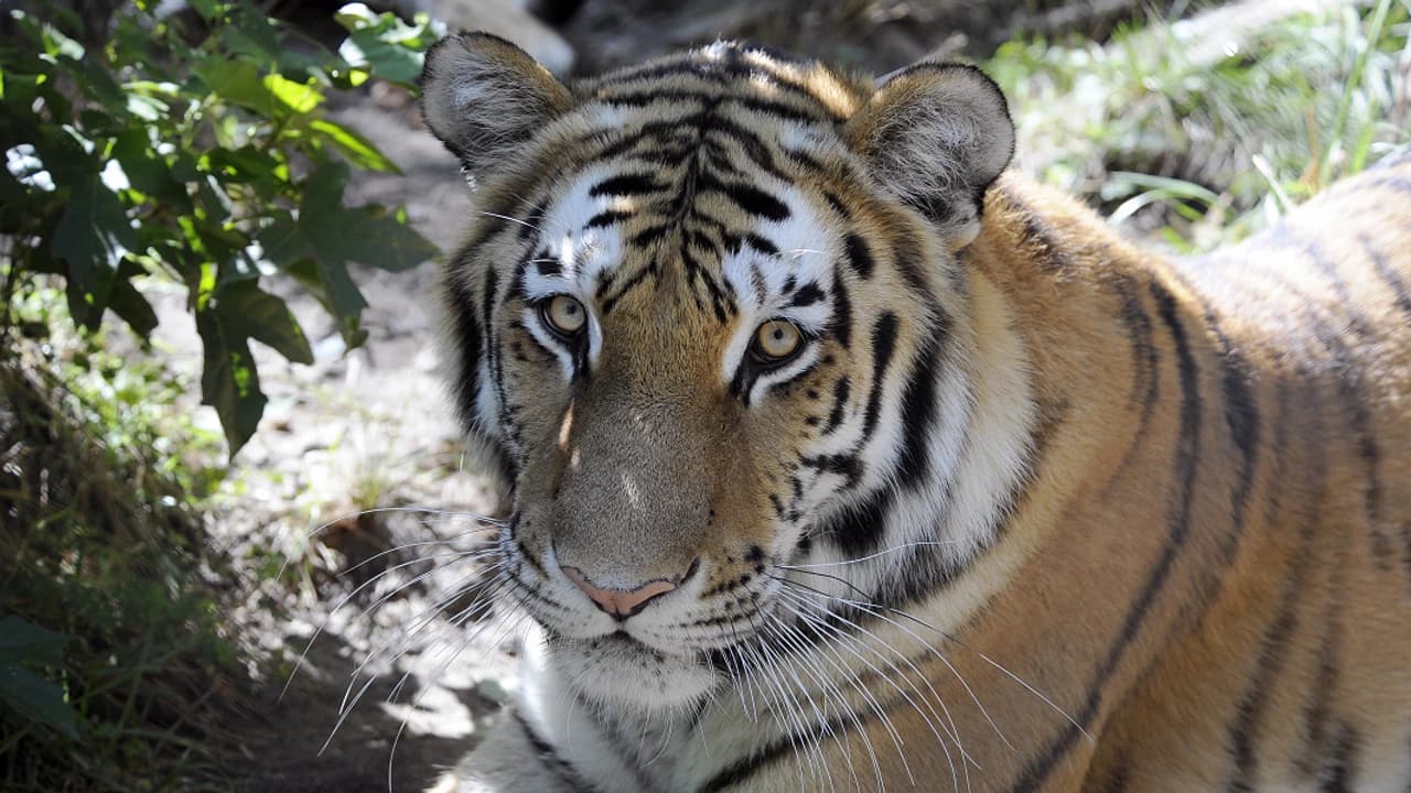 Bronx Zoo - image 8