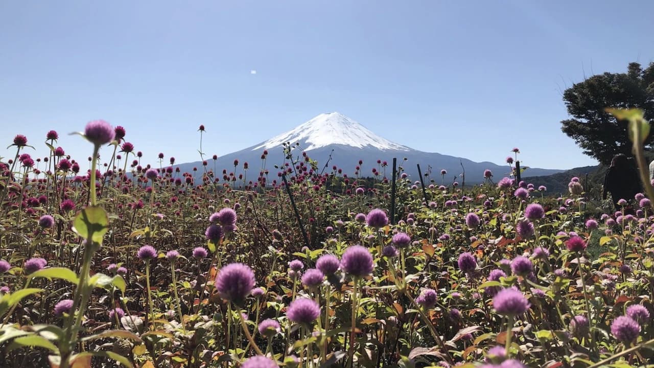 Mount Fuji Day Tour with Kawaguchiko Lake - image 7