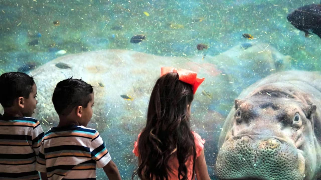 San Antonio Zoo Ticket - Photo 3