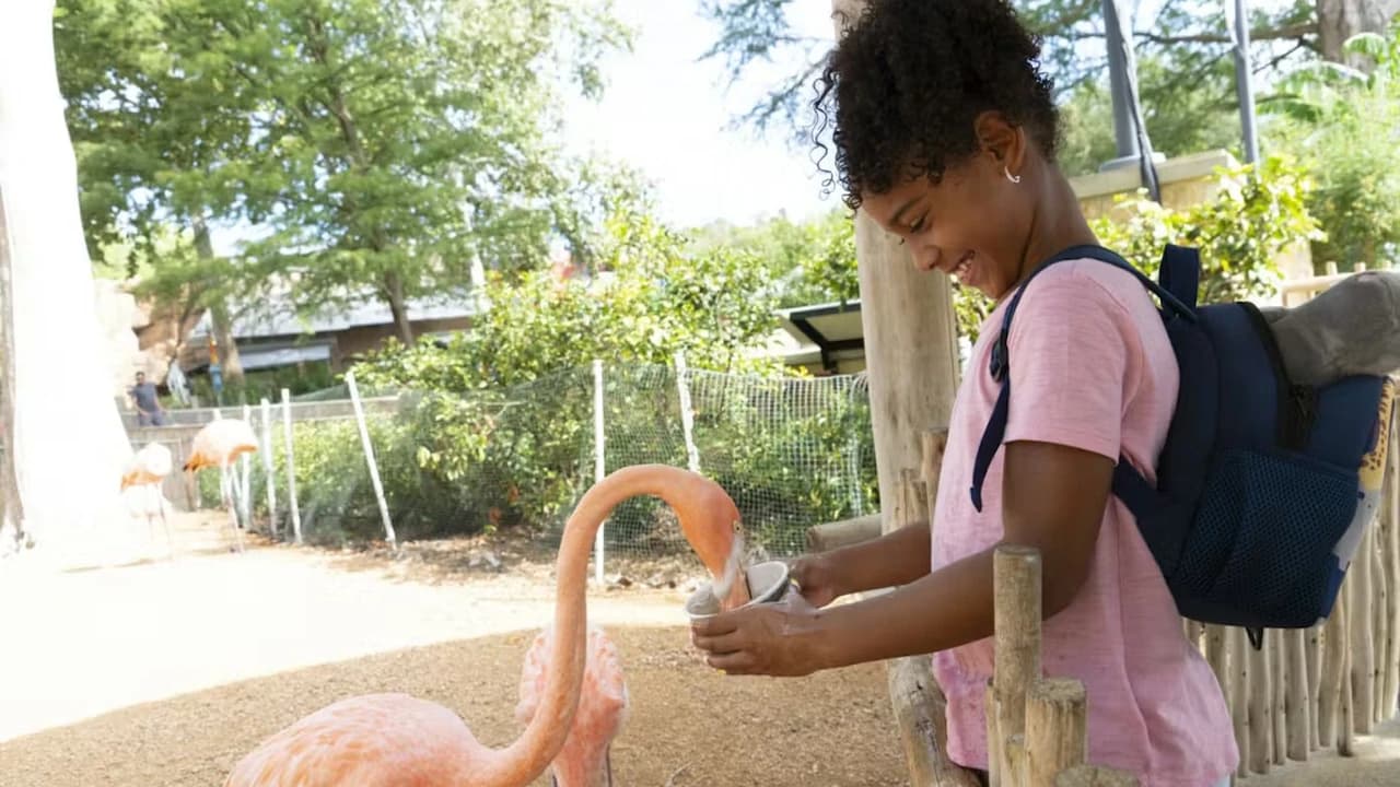 San Antonio Zoo Ticket - image 7