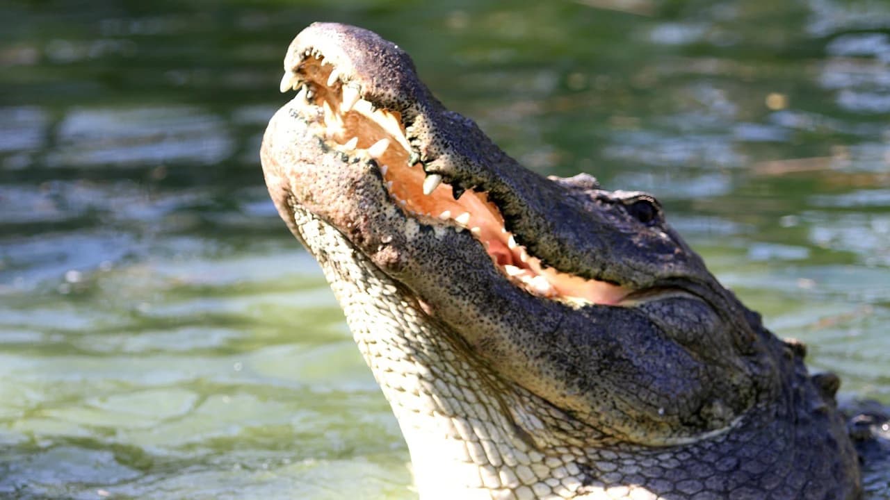 Gatorland Orlando - Photo 1