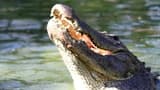 Gatorland Orlando - image 8