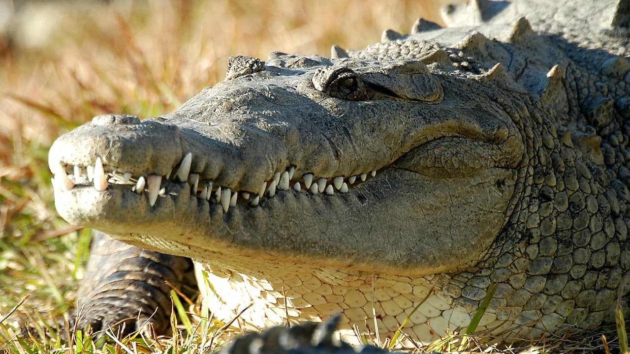 Gatorland Orlando - Photo 5