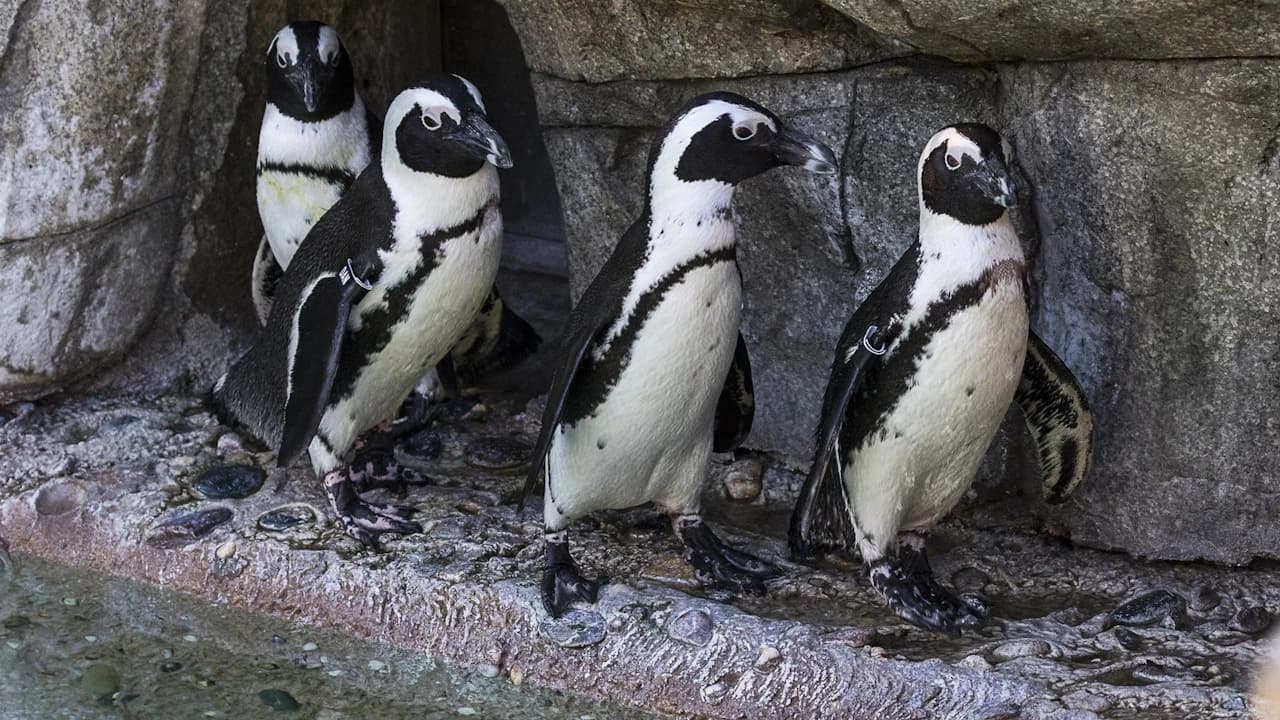 San Diego Zoo - Photo 1