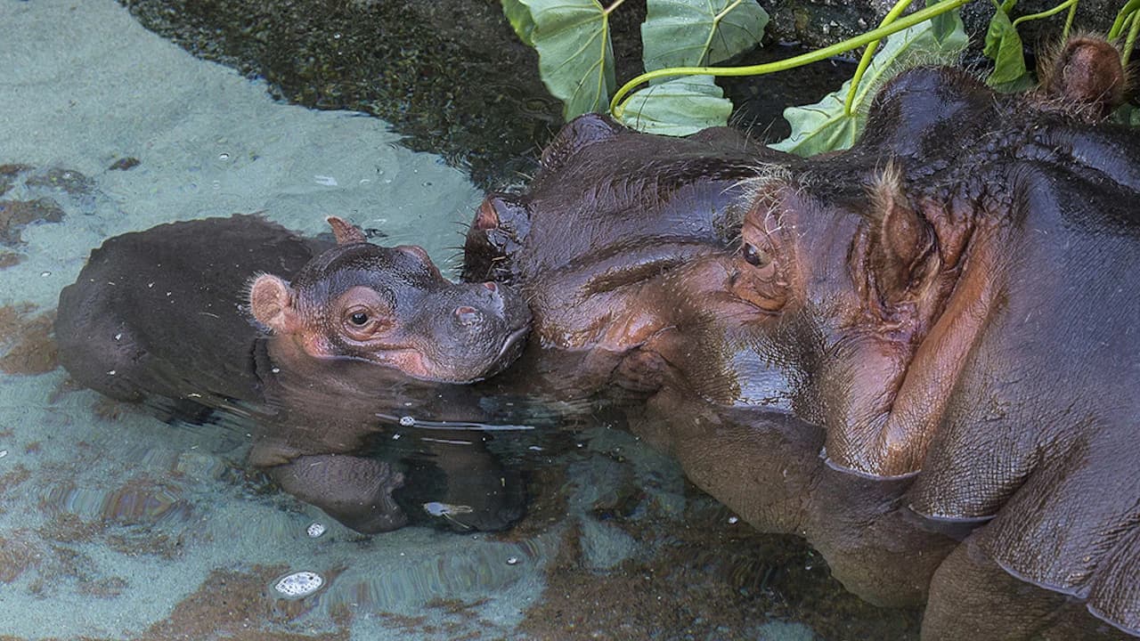 San Diego Zoo - Photo 3