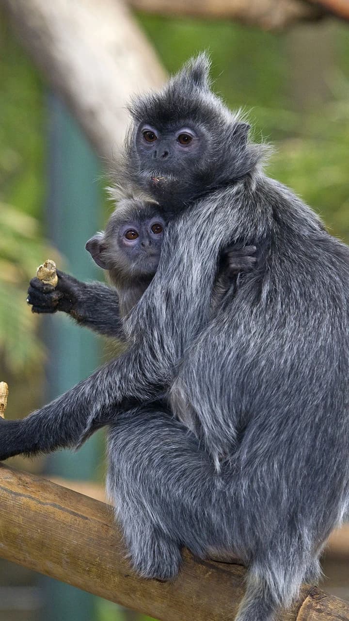 San Diego Zoo - Photo 5