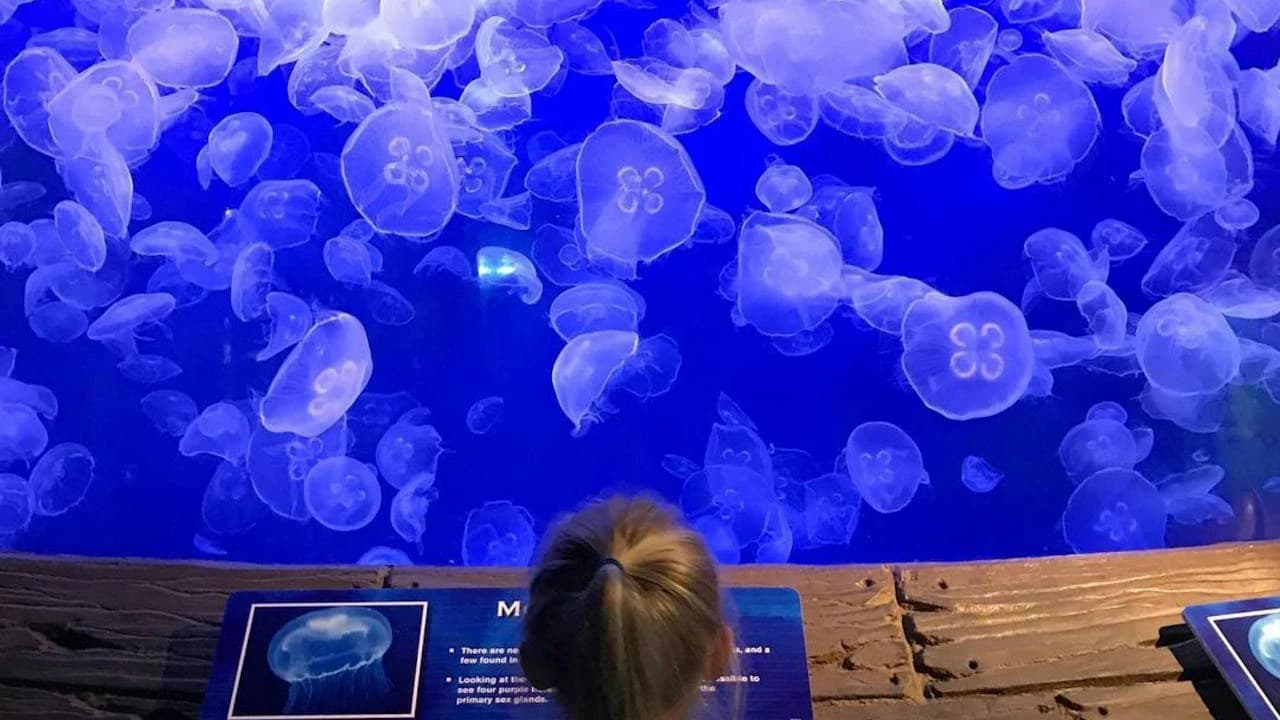 Downtown Aquarium Houston Ticket - Photo 5